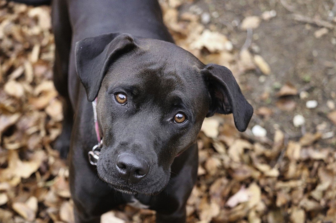 boxer-8207572_1280